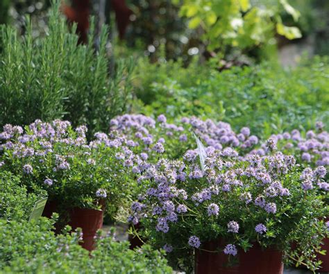 Best drought-tolerant shrubs: 12 hardy choices | Homes and Gardens
