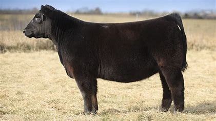 Beef Educational Meeting, 13119 McGuire Rd, Reedsville, WI 54230-8310 ...