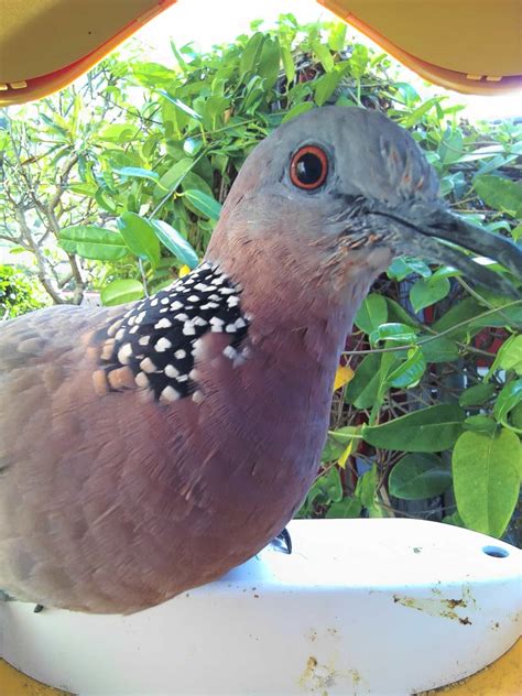 Spotted Dove