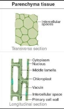 Well draw diagram of parenchyma - Brainly.in