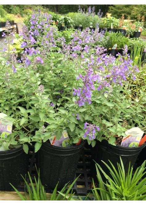 Junior Walker Catmint | Behmerwald Nursery - Behmerwald Nursery