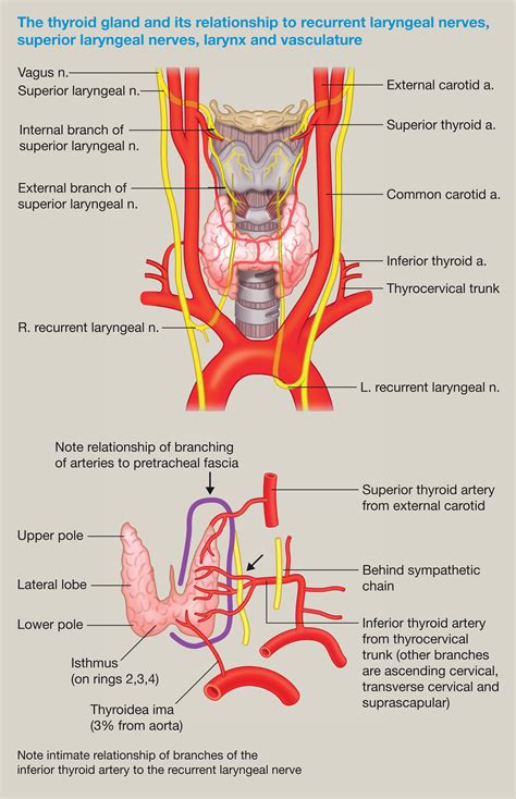 Thyroid disease and thyroid surgery - Anaesthesia & Intensive Care Medicine