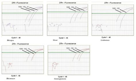A Rapid and Specific Real-Time PCR Assay for the Detection of ...
