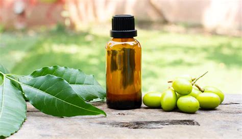 6 Home Remedies To Treat Ear Infection in Dogs - lifeberrys.com