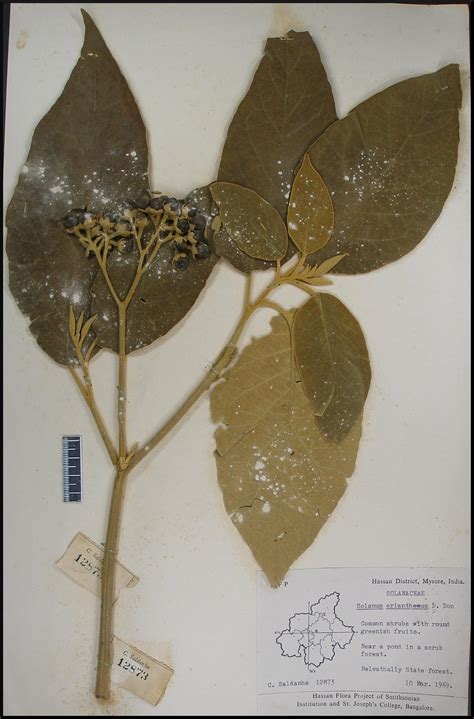 Herbarium JCB