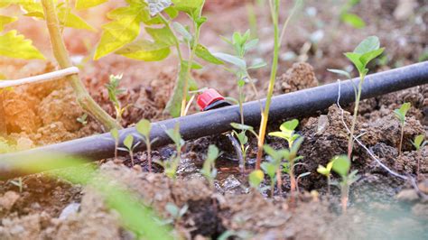 Drip irrigation systems: what are they and how do they work? | Gardeningetc