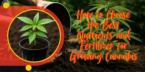 Marijuana Seeds Quebec | Crop King Seeds