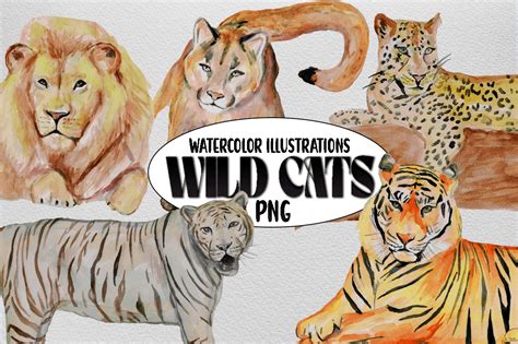 Wild Cats Watercolor Illustrations