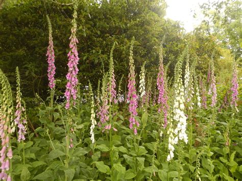 Walking through Foxgloves at West Stow, West Stow Countrey Park IP28 ...