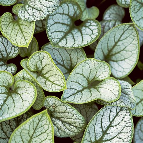 Types of Plants With Silver and Gray Leaves