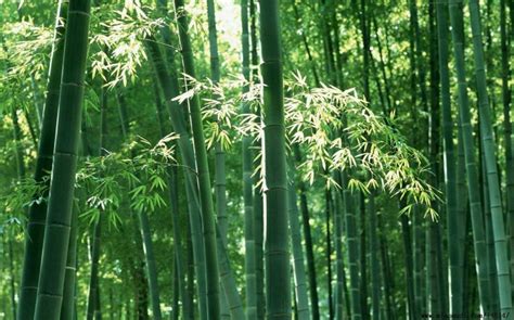 #毛竹的故事#在中国的最东边生长着一种竹子，名叫“毛竹”。那里的农民到处播种，每天精心培养等待着种子萌芽，即使农民几年来一直精心照顾，毛竹4年 ...