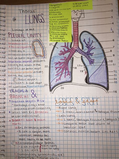 Anatomy For Medical Students Printable | Anatomy Worksheets