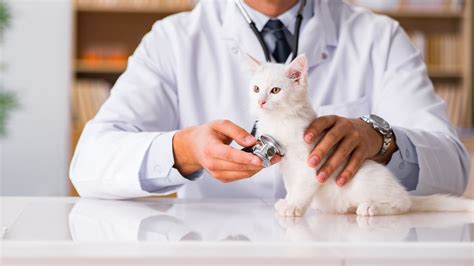 Pet Wellness Exam In Montclair, NJ | Montclair Veterinary Associates