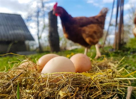 Free Range Chicken Eggs