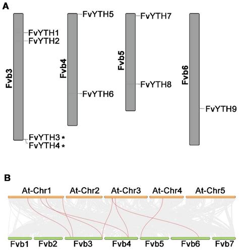 Comprehensive Identification and Expression Analysis of the YTH Family ...