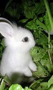 Image result for Pet Baby Bunny