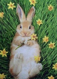 Image result for Baby Bunnies Coloring Pages