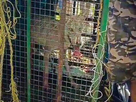 UP: Four wolves caught so far, hunt on nab two others responsible for ...