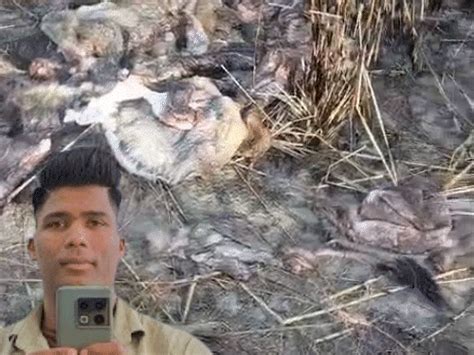 Farm's caretaker turns Nilgai hunter in Jaipur