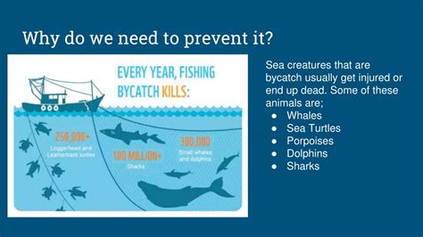 PPT - Catadromous Fish PowerPoint Presentation, free download - ID:274796