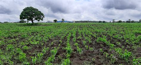 Story of Antharam- Farmhouses in Chevella, Hyderabad - Organo