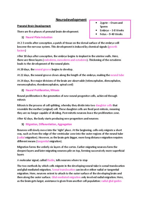 Lecture 2 Neurodevelopment - Neurodevelopment Prenatal Brain Development There are five phases ...