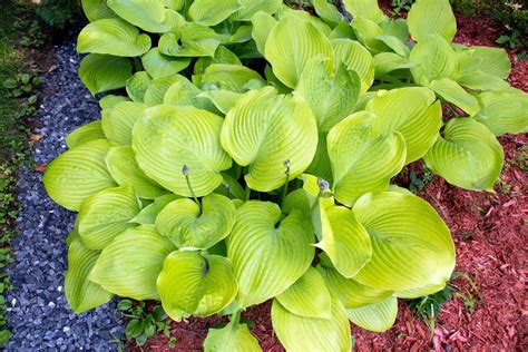 Sum and Substance hosta – Home for the Harvest