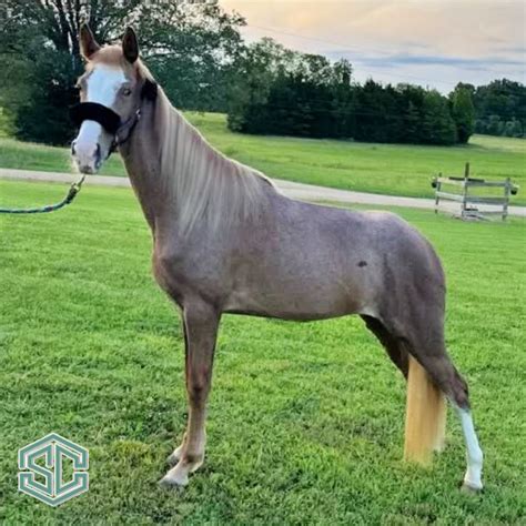 J11) I’M THE QUEEN OF MEMPHIS 22200601 – A Three-Year-Old daughter of ...