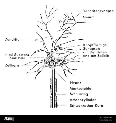 Nerve Cell Drawing