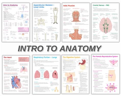 Complete Anatomy Flashcards PDF - Etsy India
