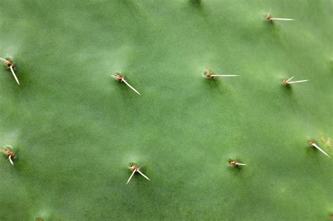 animal themes, high angle view, green, thorns, cacti, sharp, full frame ...