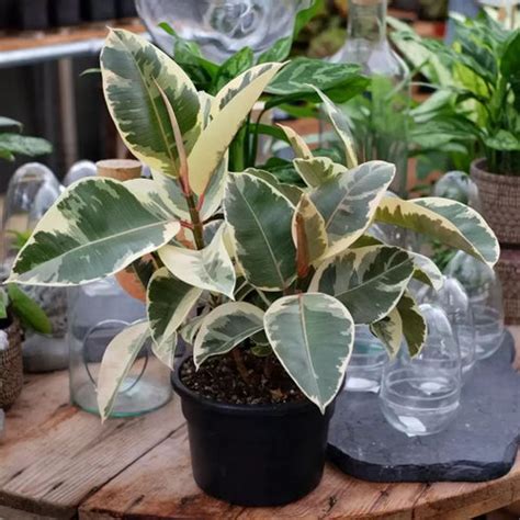 Rubber Plant Indoor: Discover the Best Indoor Growing Tips & Benefits ...