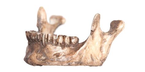 Scientists Found an Unexpected Sign of Human Longevity—Our Teeth