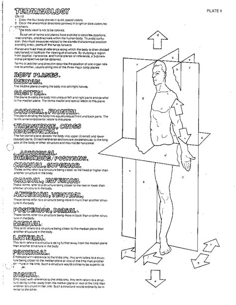 Anatomical Planes And Sections Coloring Pages [2025]