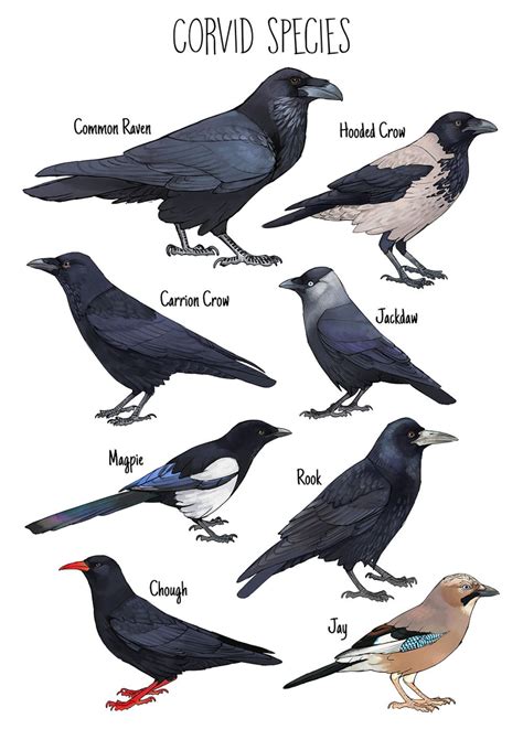 Corvid Species Art Print: Crow, Raven, Magpie, Rook - Etsy | Animal ...