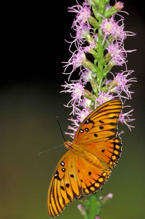 Free picture: gulf, fritillary, butterfly, insect, agraulis vanillae