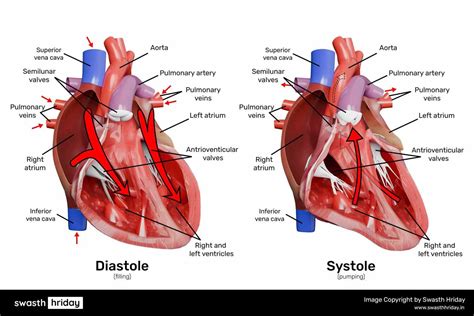 Understanding the Cardiac Cycle | Phases of Systole and Diastole Explained
