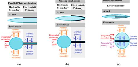 Implementation of the Biological Muscle Mechanism in HASEL Actuators to ...