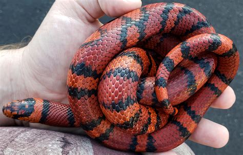 Image result for Ball Python Hybrid