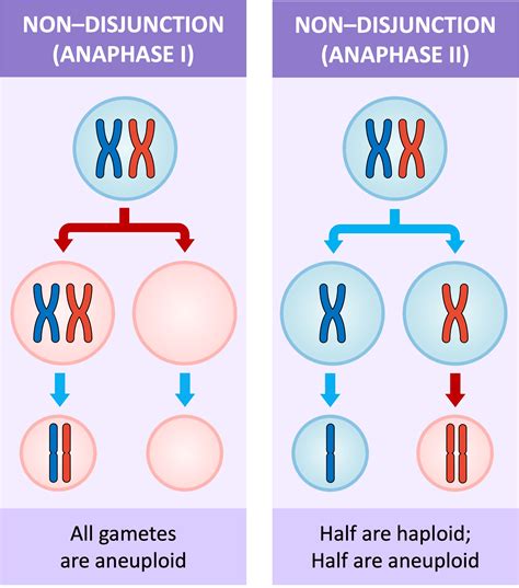 Nondisjunction In Meiosis Genes And Chromosomes 2: Cell Division And