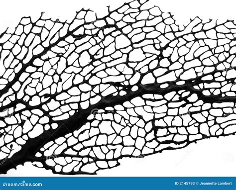 Sea plant from coral reef stock image. Image of leaf, pattern - 2145793