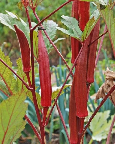 Red Okra (Lal Bhindi) Seeds Online at Best Price with Home Delivery