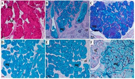 Microstructure of the Surface of the Tongue and Histochemical Study of ...