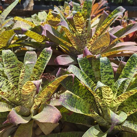 Goudea ospinae – Tradewinds Tropicals, Inc.