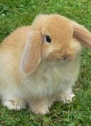 Image result for Pictures of Baby Lops