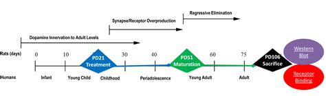 Early Antipsychotic Treatment in Juvenile Rats Elicits Long-Term ...