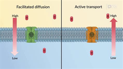 Primary Active Transport Protocols and Video Articles