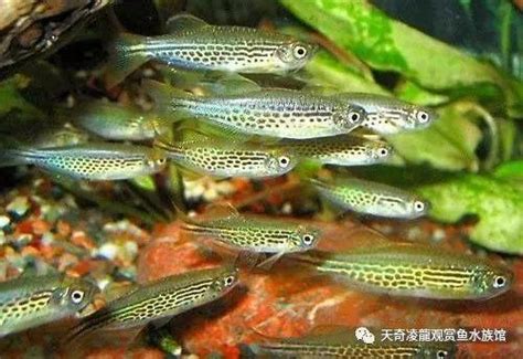 Multi Room Platformer with JavaScript 的图像结果