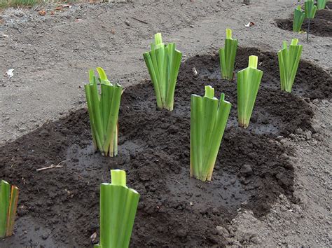 World of Irises: Growing Japanese Iris: Transplanting