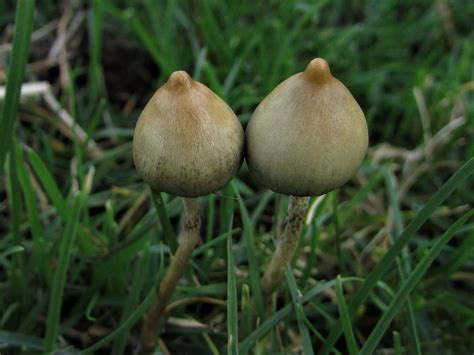 How Do I Identify Magic Mushrooms Can Magic Mushrooms Help With